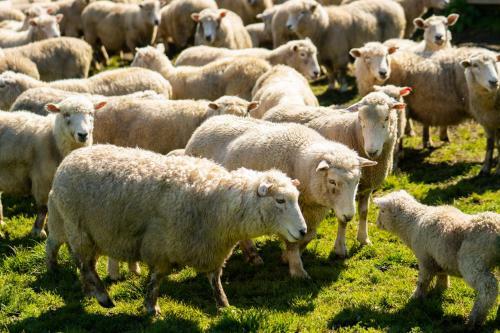 Agroturismo Mahaanui Quarters Farmstay