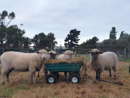Bed & Breakfast Te Maru Country Stay