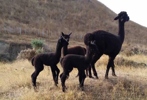 Bed & Breakfast Gallin Farm Alpacas And Farmstay