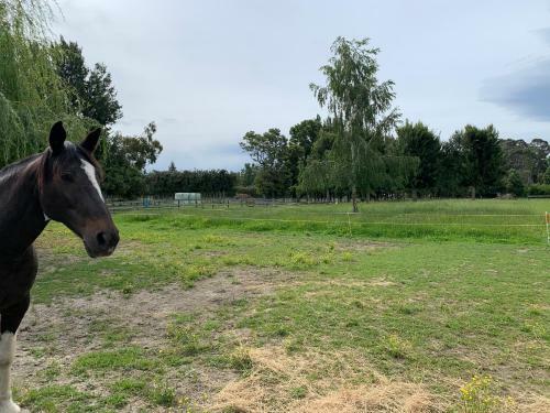 Private Beachside Oasis. Bring The Horse!