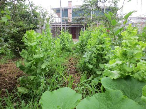 Agrogarden Batumi