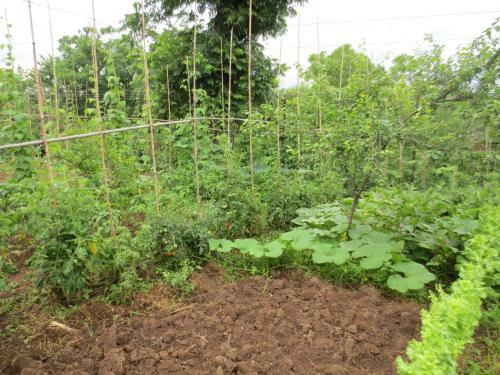 Agrogarden Batumi