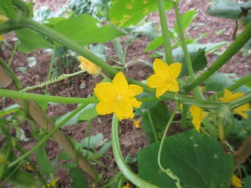 Agrogarden Batumi