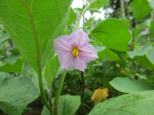 Agrogarden Batumi