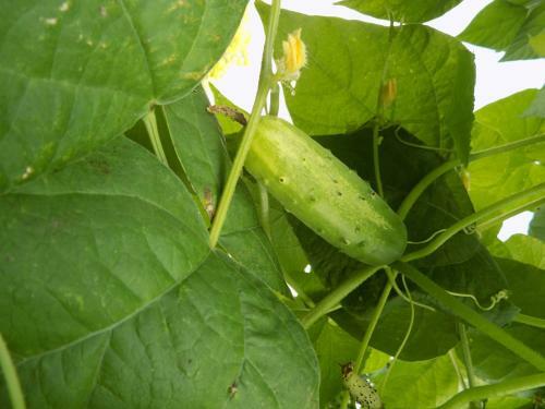 Agrogarden Batumi