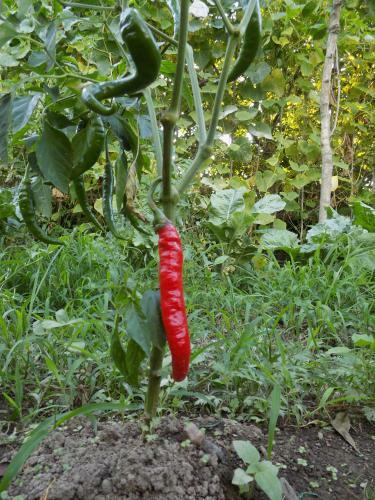 Agrogarden Batumi