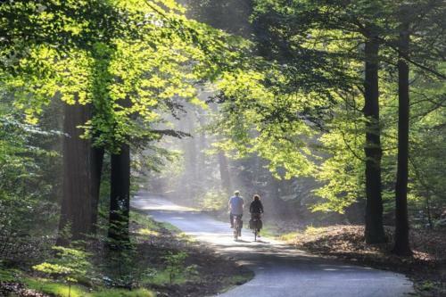 Chalet Forel Op De Veluwe In Hoenderloo