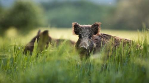 Natuurhuisje Hoenderloo Op De Veluwe