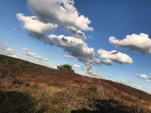 Kunstenaars Boshuisje Veluwe