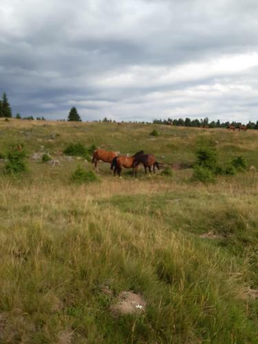 Hostal Hajnal Vend�gh�z