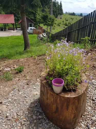 Hostal Hajnal Vend�gh�z