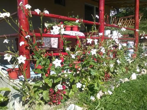 Hostal Casa Cu Muscate