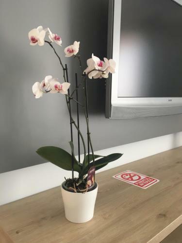 Dora City Apartament