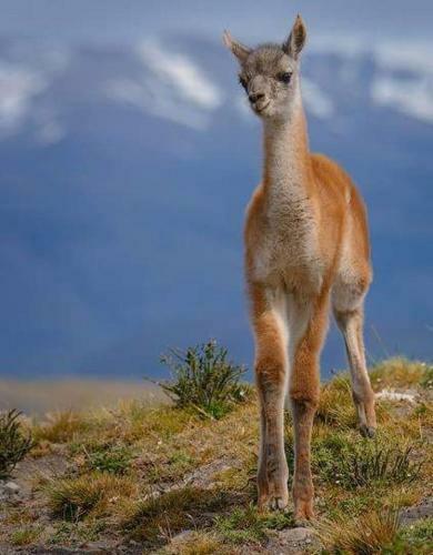 Turismo Fortaleza Patagonia