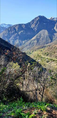 Cordillera Flora End�gena Bosque Escler�filo