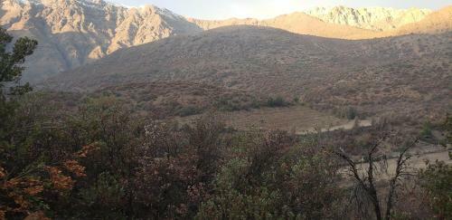 Cordillera Flora End�gena Bosque Escler�filo