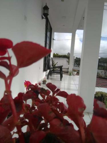 Hostal Pedro White House Nuwara-eliya