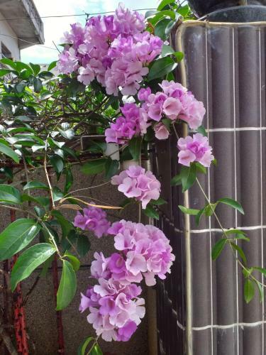 Penghu Bay Homestay