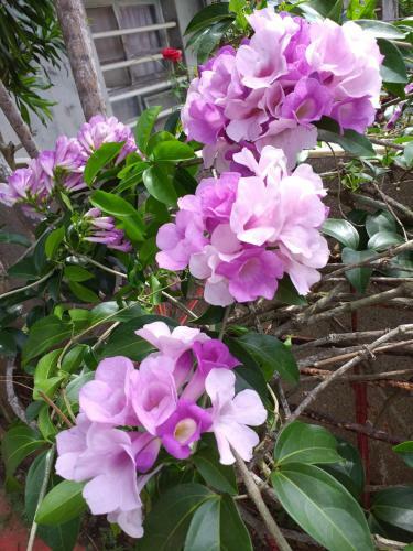 Penghu Bay Homestay