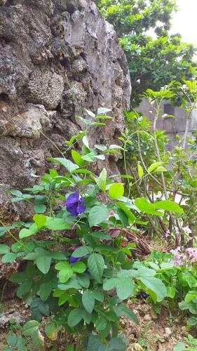 Penghu Bay Homestay