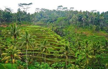 Hotel Ubud Hanging Gardens