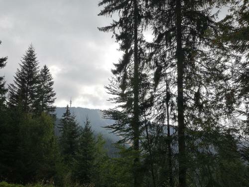 Apartamento A43a Green Life Pamporovo