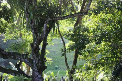 S�tio S�o Francisco, Natureza E Estrutura Completa