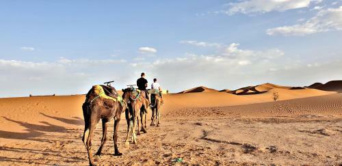 Safari Camp Tours