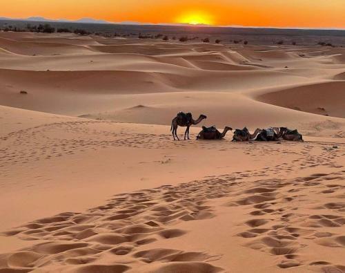 Bed & Breakfast Camp Desert Nomad Tour
