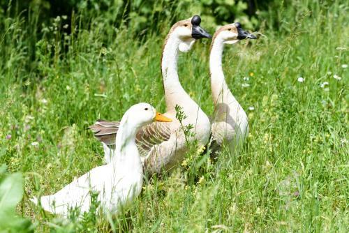 Agroturismo Gailerhof