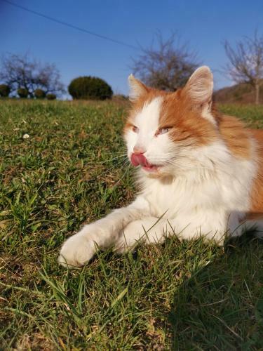 Apartamento Ferienwohnung Schl�gelhofer