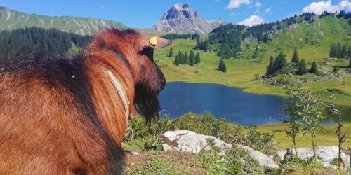 Ferienhaus H�mmerle�s