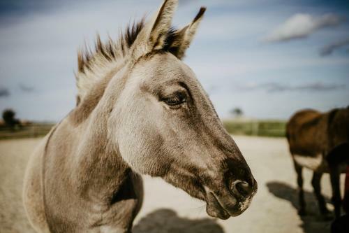 Hostal Pension Zur Weintraube
