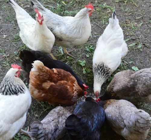 Apartamento Hilltop Appartement