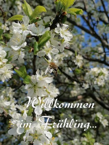 Ferienhaus Gro�alber