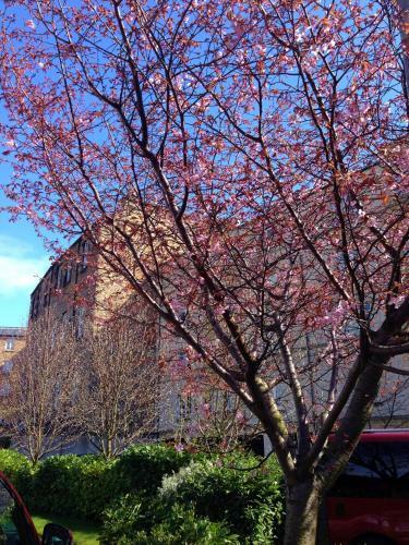 Calton Apartments