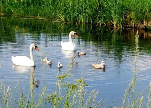 Bed En Brood De Ackers
