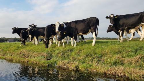 Magnificent Farmhouse In Central Holland 4a 2c