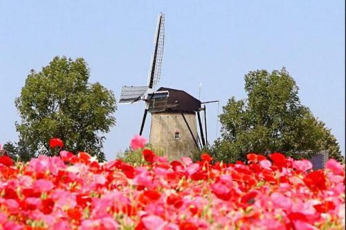 Huisje Vogelenzang Zeeland