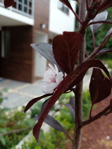Apartamento El Descanso Casa-hotel Zacatl�n