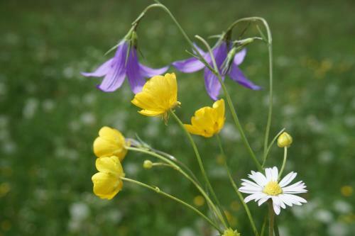 Apartamento Appartements Blumenwiese