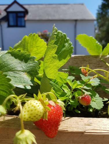 Yetland Farm Holiday Cottages