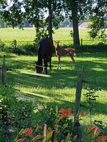 Bed & Breakfast Westert Hoeve