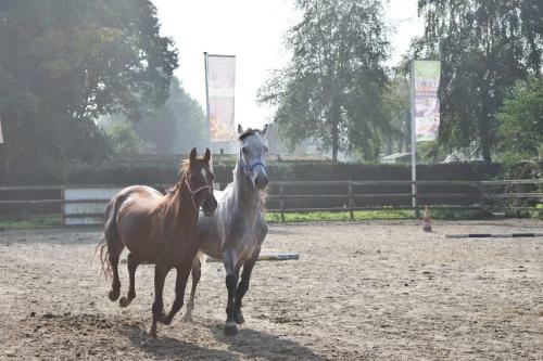 Country Camp Camping De Boshoek