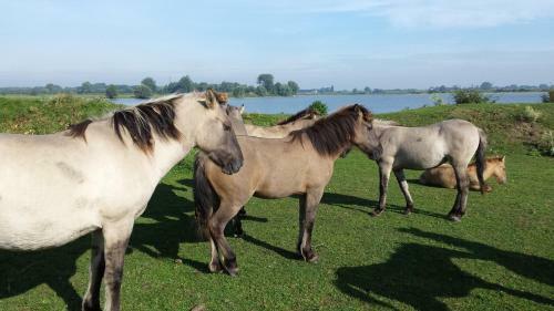 Bed And Breakfast Maas En Waal