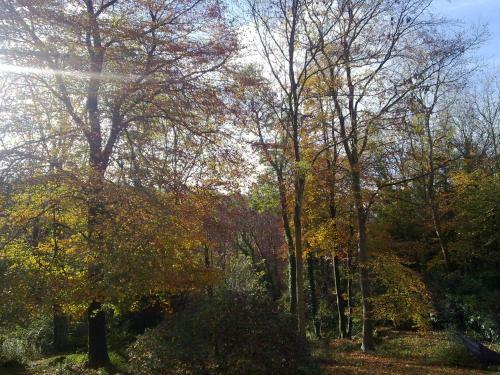 Bed & Breakfast Woodland Views