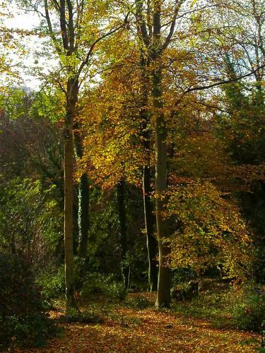 Bed & Breakfast Woodland Views