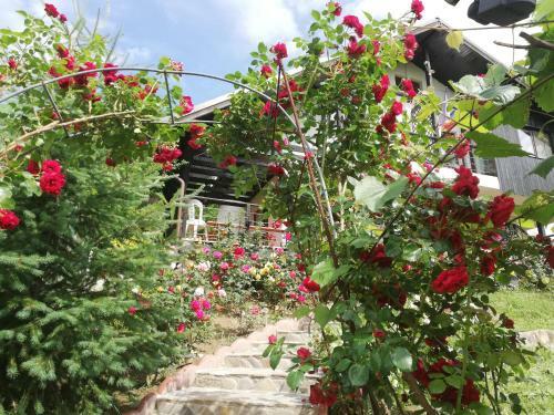 Hostal Casuta Cu Trandafiri
