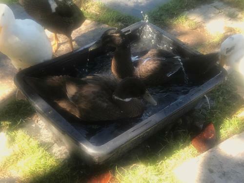 Bed & Breakfast Chez Gustave & Compagnie