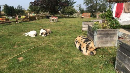 Bed & Breakfast Chez Gustave & Compagnie